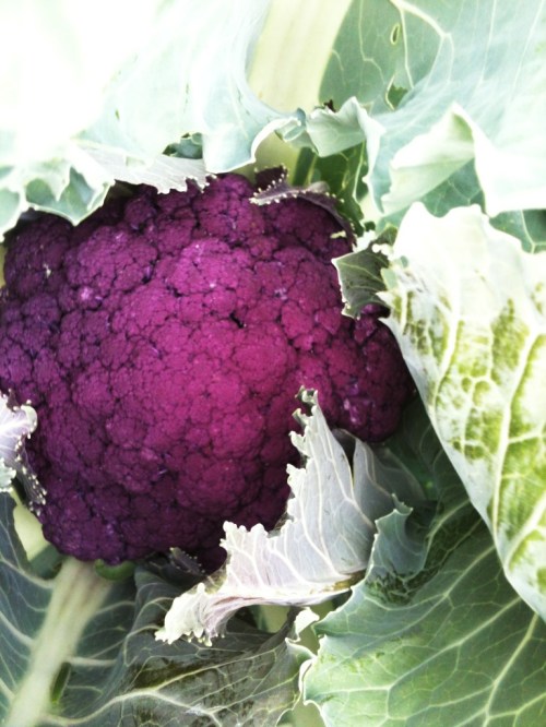 Purple cauliflower Purple cauliflower growing at Smith Rock Farm