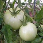 Green tomatoes