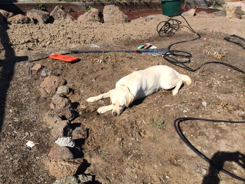 Harper supervises planting in the early-season bed on Earth Day.